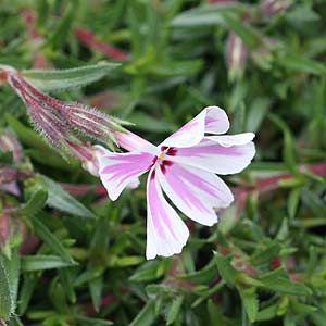 Phlox subulata 'Tamaongalei'