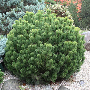 Pinus mugo pumilo