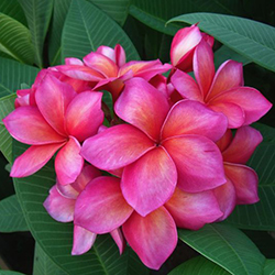 Plumeria Flower