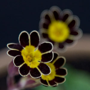 Primula Gold Laced Group