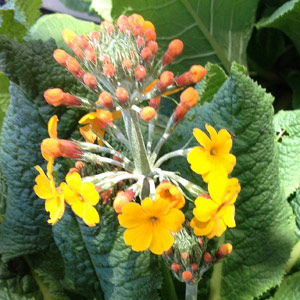 Primula bulleyana - Candelabra Primrose