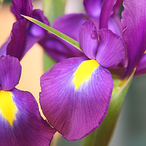 Purple Flowering Dutch Iris