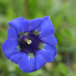 Gentiana acaulis - Blue Gentian