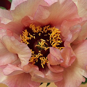 Tree-Peony, Paeonia suffructicosa Marchioness