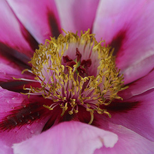 Tree Peony, Paeonia suffruticosa Shimane Chojuraku