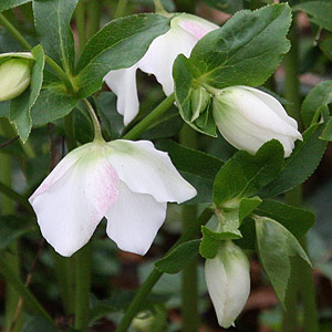 White Flowering Hellebore