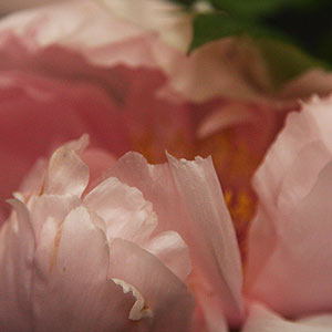 Tree Peony Yachiyo-tsubaki