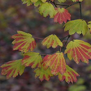 Acer circinatum - The Vine leaf Maple