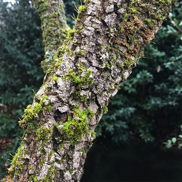 Acer palmatum arakawa