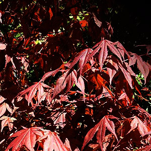 Acer palmatum atropurpureum 'Bloodgood