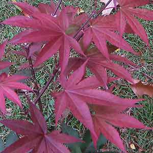 Acer palmatum Emperor 1