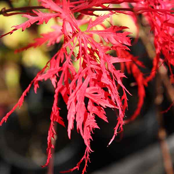 Acer palmatum 'Hana Matoi'