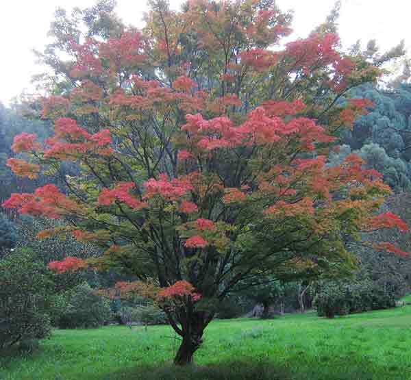 Acer palmatum 'Sango Kaku'