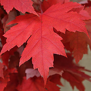 Acer saccharum - The Sugar Maple