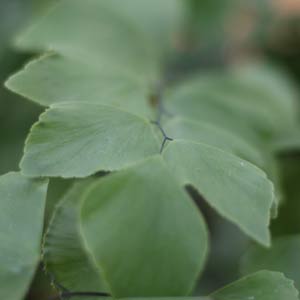 Adiantum peruvianum 'Silver Dollar Fern'