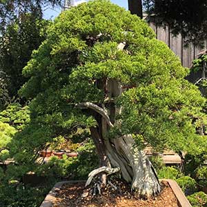 Advanced Bonsai Tree