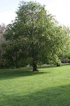 Aesculus variety