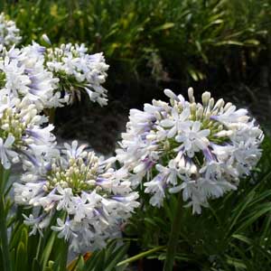 White Agapanthus Flower