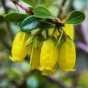 Agapetes smithiana