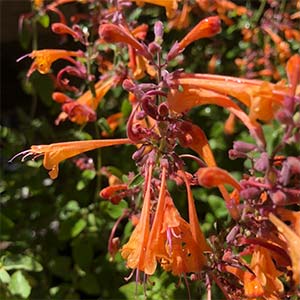 Agastache aurantica 'Tango'