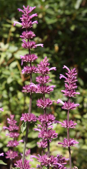 Agastache pallidiflora ssp. neomexicana