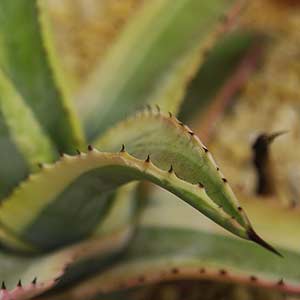 Agave Americana 'Cornelius'