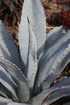 Agave franzosinii