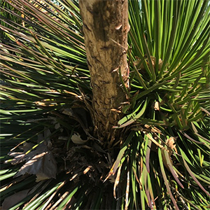 Agave geminiflora