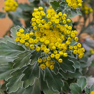 Ajania pacifica 'Pacific Chrysanthemum'