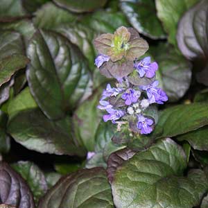 Ajuga Catlins Giant