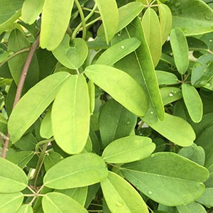 Akebia quinata - Foliage
