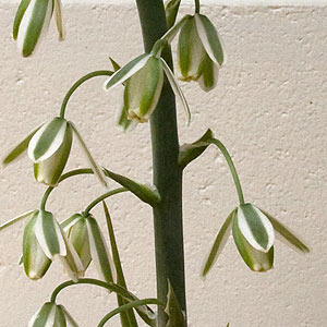 Albuca nelsonii