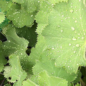 Ladys Mantle', Alchemilla mollis