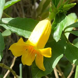 Allamanda neriifolia