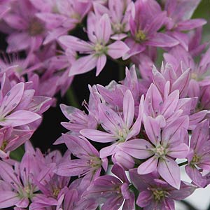 Allium uniflorum