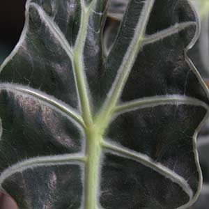 Alocasia amazonica 'Polly'