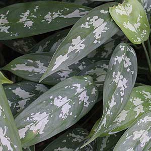 Alocasia longiloba thibautiana