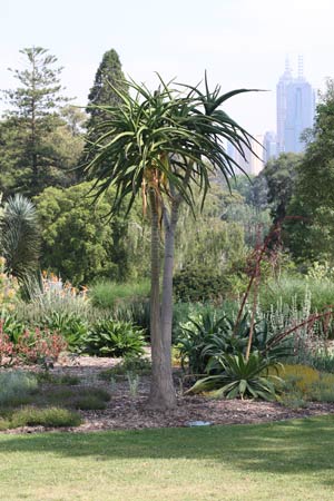 Aloe barbarae The Tree Aloe