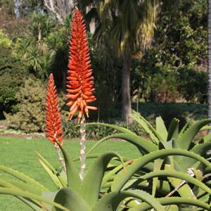 Aloe rupestris