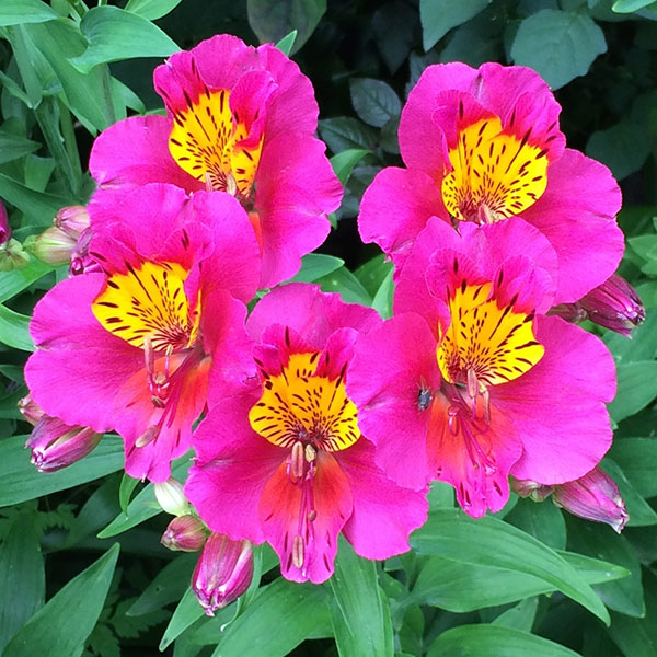 Pink and Yellow Alstroemeria Flower