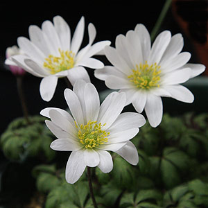 Anemone blanda one of many garden worthy varieties