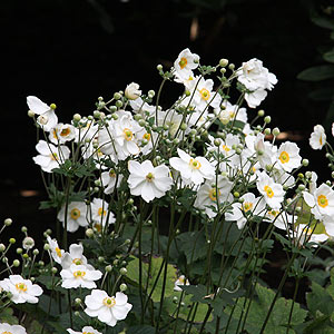 Anemone x hybrida - Japanese Windflower