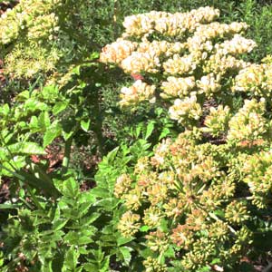 Angelica pachycarpa