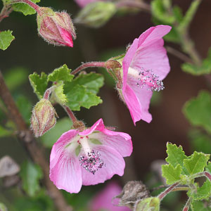 Anisodontea capensis - Pink Star