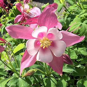 Aquilegia - Pink and White Flower