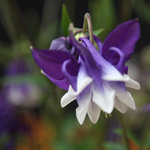 Aquilegia Flower