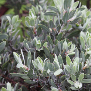 Arctostaphylos pungens