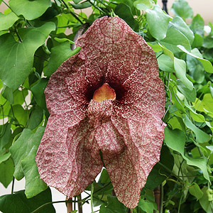 Aristolochia gigantea - Dutchman's Pipe