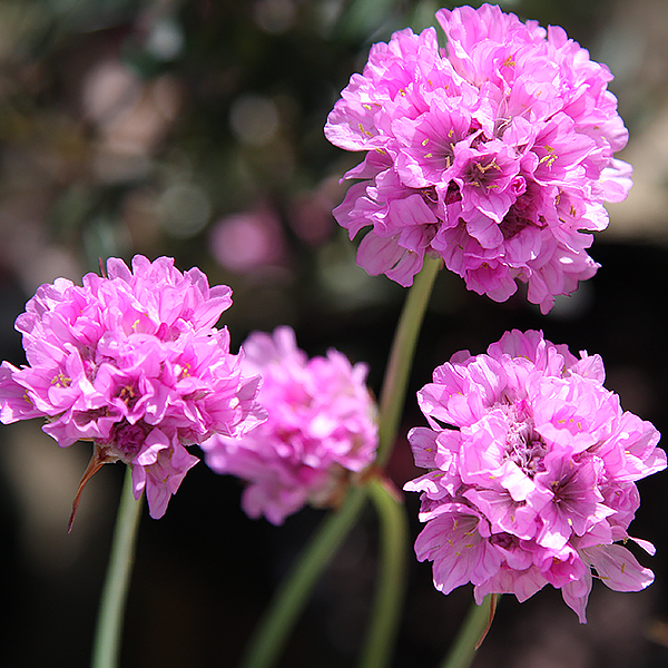 Armeria maritima 'Bees Pink'