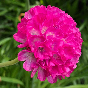 Armeria maritima 'Bees Ruby